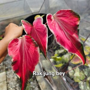 Rak jung bey