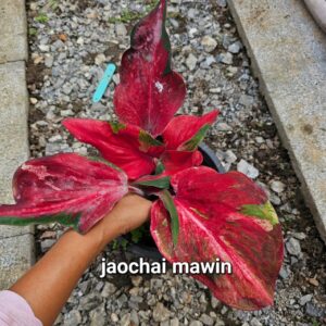 jaochaimawin
