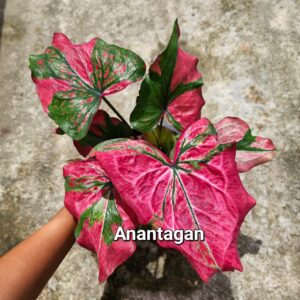 Anatagan