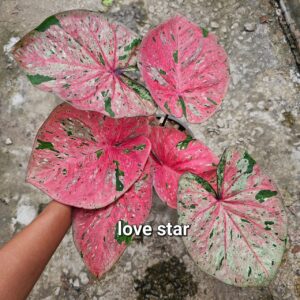 Love star