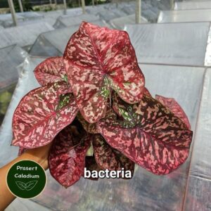 Bacteria