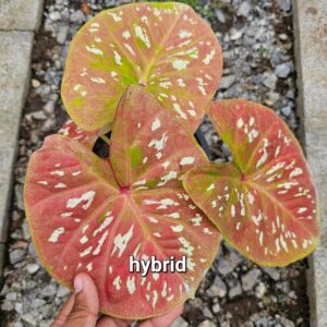 hybrid