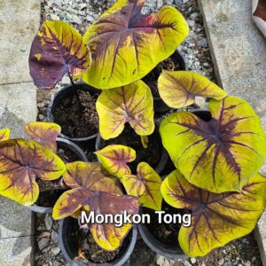 Mangkon tong