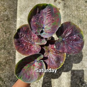 saturday