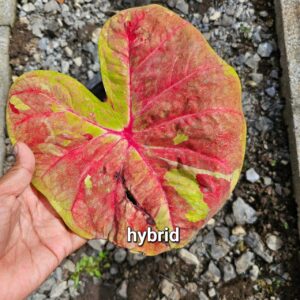 hybrid