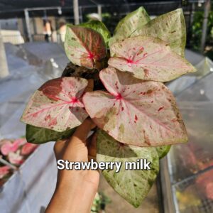 Strawberry milk