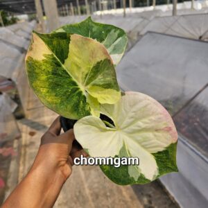 chomngam