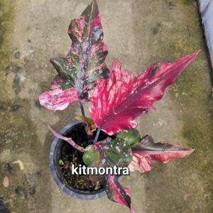 kitmontra