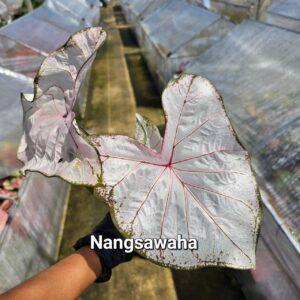 Nangsawaha