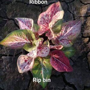 Ribbon