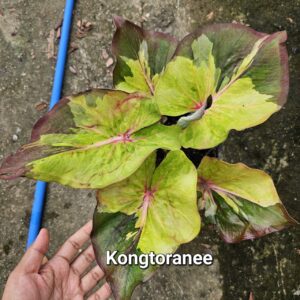 kongtoranee (Bulb)700 baht or 24 USD: stock 3 bulb