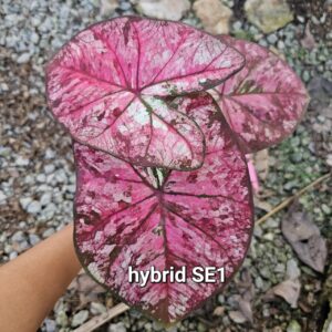 hybrid SE1 (Bulb) 700 baht or 24 USD: stock 2 bulb