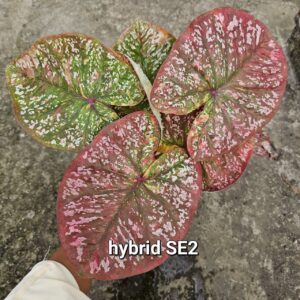 hybrid SE2 (Bulb) 600 baht or 20 USD: stock 1 bulb
