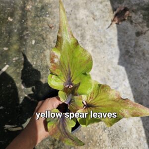 yellow spear leaves (Bulb) 600 baht or 20 USD: stock 3 bulb