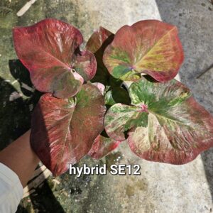 hybrid SE12 (Bulb) 700 baht or 24 USD: stock 1 bulb