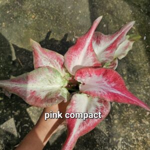pink compact (Bulb) 600 baht or 20 USD: stock 3 bulb