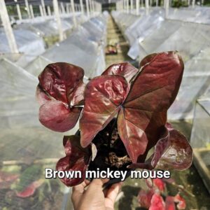 brown mickey mouse (Bulb) 700 baht or 24 USD: stock 1 bulb