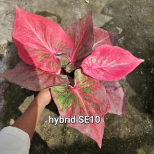 hybrid SE10 (Bulb) 700 baht or 24 USD: stock 1 bulb
