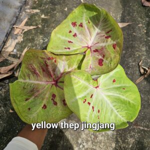 yellow thepjingjang (Bulb) 600 baht or 20 USD: stock 1 bulb