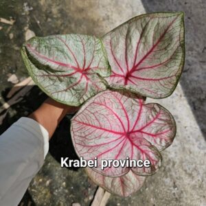 krabie province (Bulb) 600 baht or 20 USD: stock 2 bulb