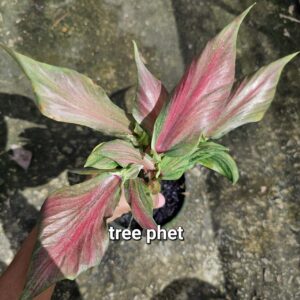 tree phet (Bulb) 600 baht or 20 USD: stock 3 bulb