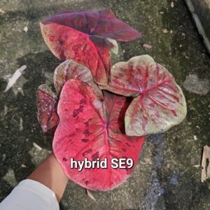 hybrid SE9 (Bulb) 600 baht or 20 USD: stock 1 bulb