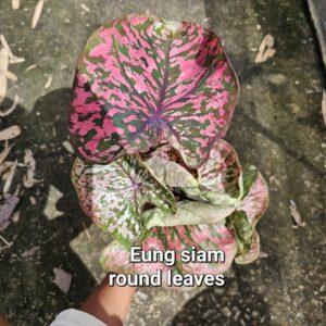 eung siam round leaves (Bulb)  600 baht or 20 USD: Stock 3 bulb