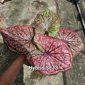 hybrid SE13 600 baht or 20 USD: Stock 3 bulb