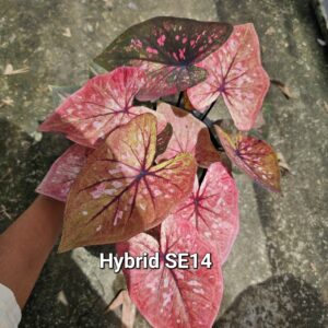 hybrid SE14 (Bulb) 800 baht or 28 USD: Stock 1 bulb