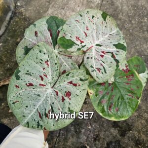 hybrid SE7 600 baht or 20 USD: Stock 1 bulb