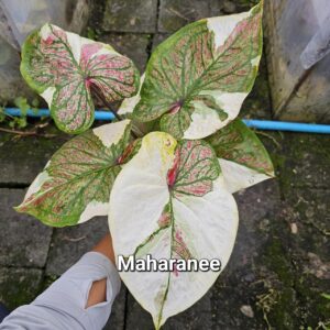 maharanee (Bulb) 800 baht or 28 USD: Stock 10 bulb