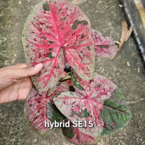 hybrid SE15 (Bulb) 600 baht or 20 USD: Stock 1 bulb