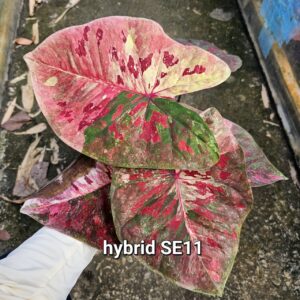 hybrid SE11 (Bulb) 600 baht or 20 USD: Stock 1 bulb