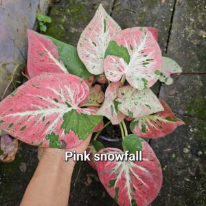 pink snowfall (Bulb) 800 baht or 28 USD: Stock 5 bulb
