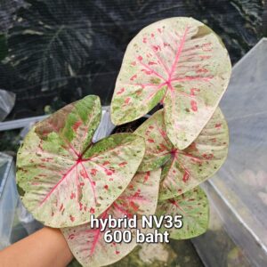 hybrid NV35 (Bulb) 600 baht or 20 USD