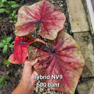 hybrid NV9 (Bulb) 600 baht or 20 USD