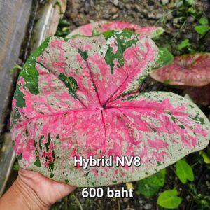 hybrid NV8 (Bulb) 600 baht or 20 USD