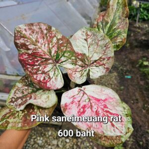 pink saneimeuang rat (Bulb) 600 baht or 20 USD