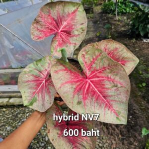 hybrid NV7 (Bulb) 600 baht or 20 USD
