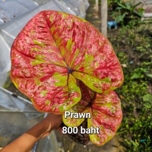 Prawn  (Bulb) 800 baht or 28 USD