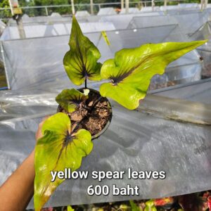 yellow spear leaves (Bulb) 600 baht or 20 USD