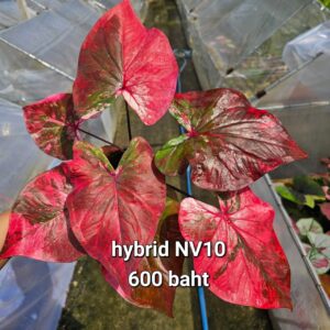 hybrid NV10 (Bulb) 600 baht or 20 USD