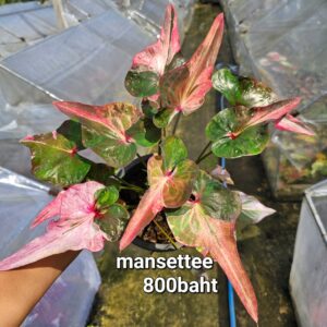 Mansettee (Bulb) 800 baht or 28 USD