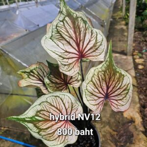 hybrid NV12  (Bulb) 800 baht or 28 USD