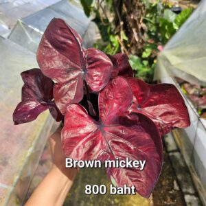 Brown mickey (Bulb) 800 baht or 28 USD