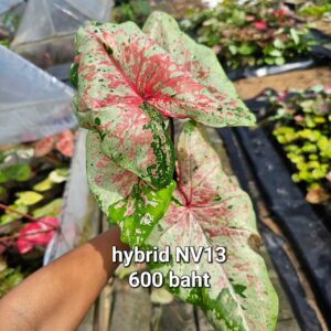 hybrid NV13 (Bulb) 600 baht or 20 USD