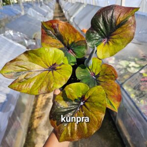 Kunpra (Bulb) 900 baht or 30 USD: Stock 12 bulb