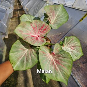 Mulan (Bulb) 600 baht or 20 USD: Stock 3 bulb
