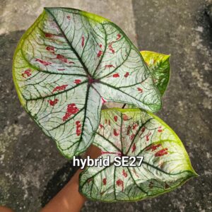 hybrid SE27 (Bulb) 600 baht or 20 USD: Stock 1 bulb