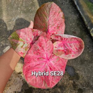 hybrid SE28 (Bulb) 700 baht or 24 USD: sold out